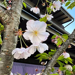 Aparthotel Rinn Kamiebisu Kyoto